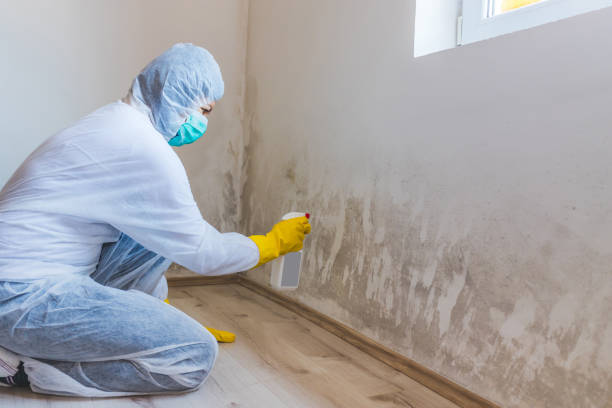 Professional mold removal team in Laurel